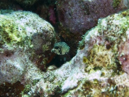 Juvenile Smooth Trunkfish IMG 7491